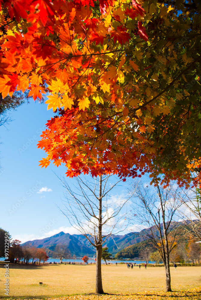 Naklejka premium maple tree with colorful autumn leaves