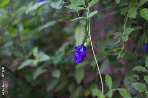 Clitoria ternatea along the fence, naturally.