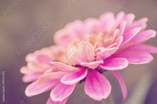 Pink gerbera daisy