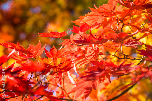 maple tree with colorful autumn leaves