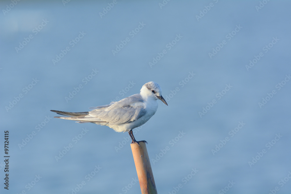 Obraz premium seagall