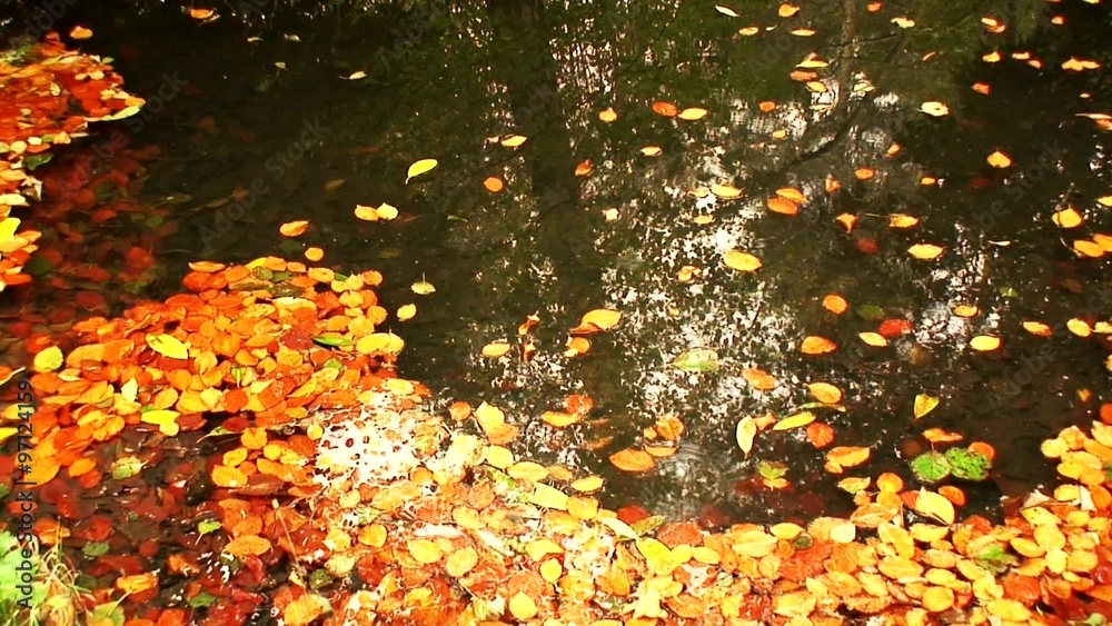 Raindrops falling onto colorful autumn leaves in a pond Raindrops falling onto colorful autumn leaves in a pond