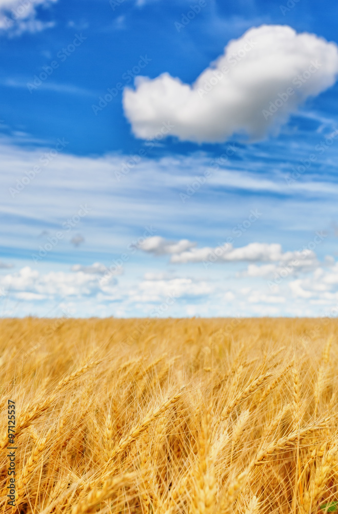 Wheat ears on a background of cloudy sky