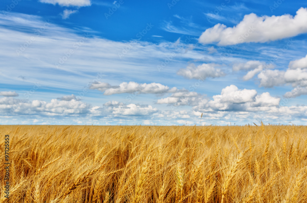 Wheat ears on a background of field and cloudy sky