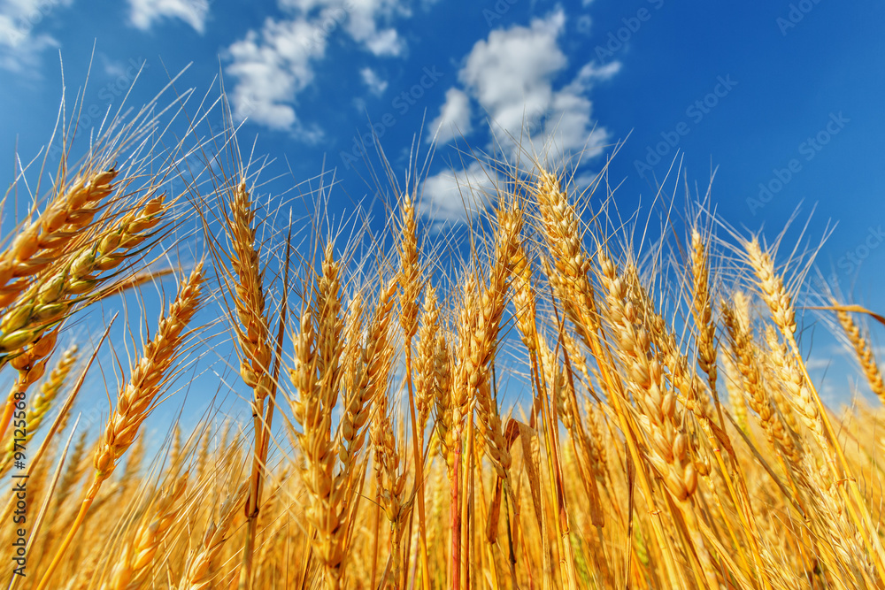 Obraz premium Wheat ears