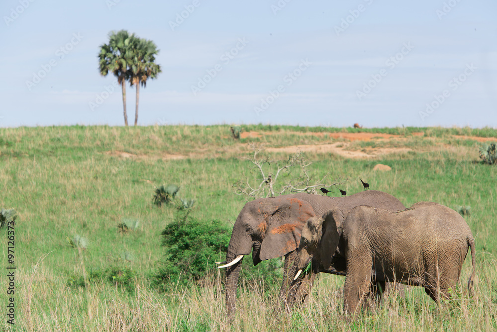 Elephants in Africa Elephants in Africa