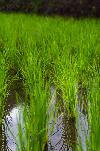 rice farming plantation agriculture, vertical composition