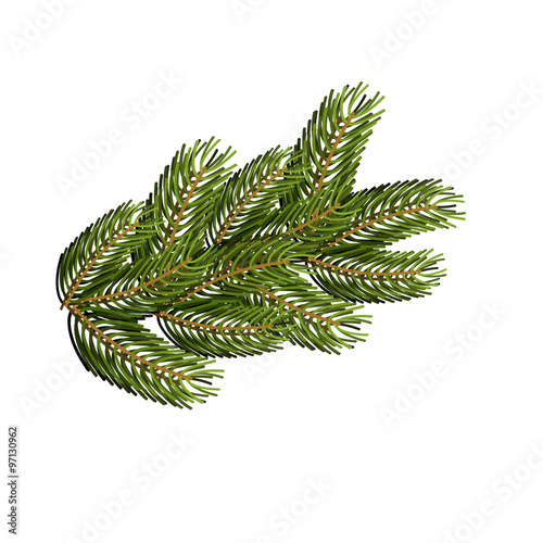 Spruce branch on white background. Christmas tree branch to desi