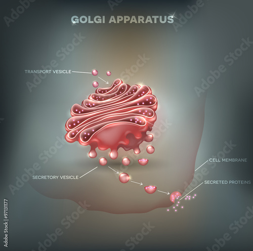 Golgi apparatus abstract background