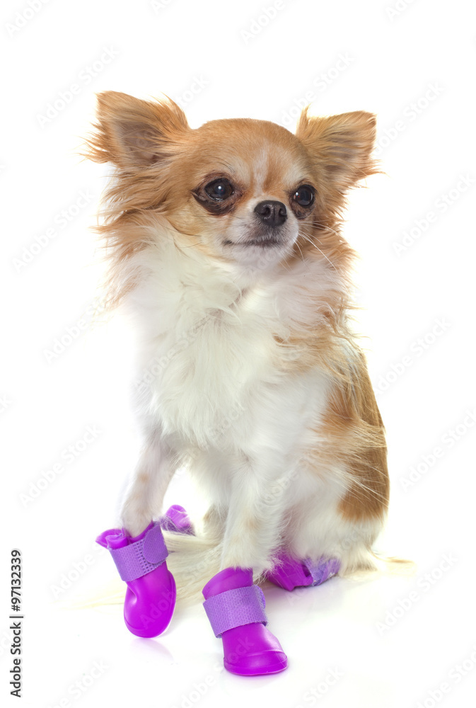 chihuahua and shoes