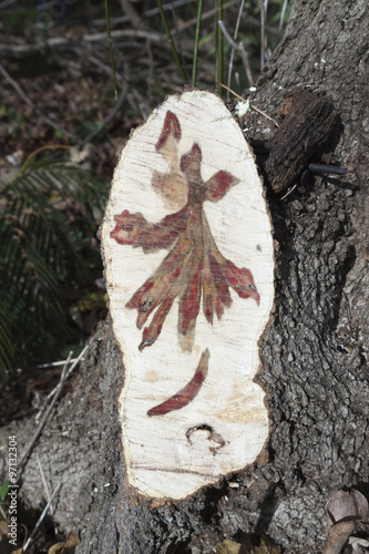 Dutch elm disease stain in fresh cut tree limb. photo