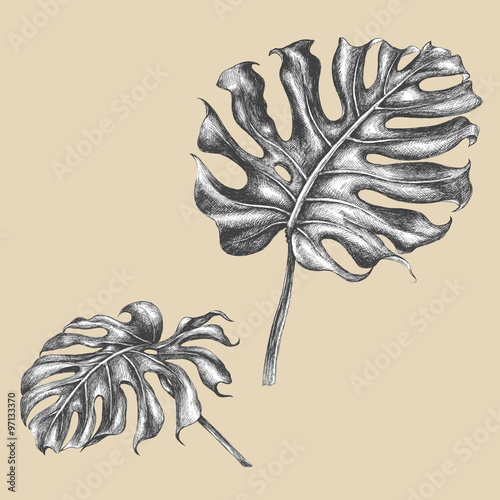 Branch of monstera  with leaves.