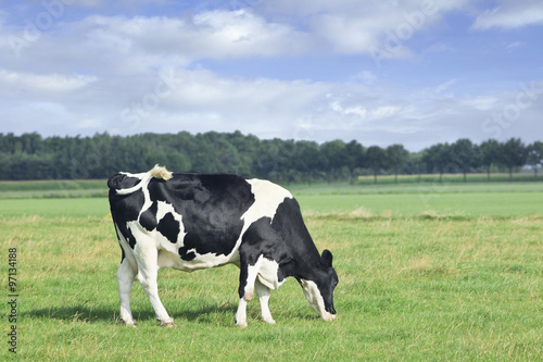 Grazing Holstein-Frisian cow in a green meadow, row of trees, blue sky and clouds.