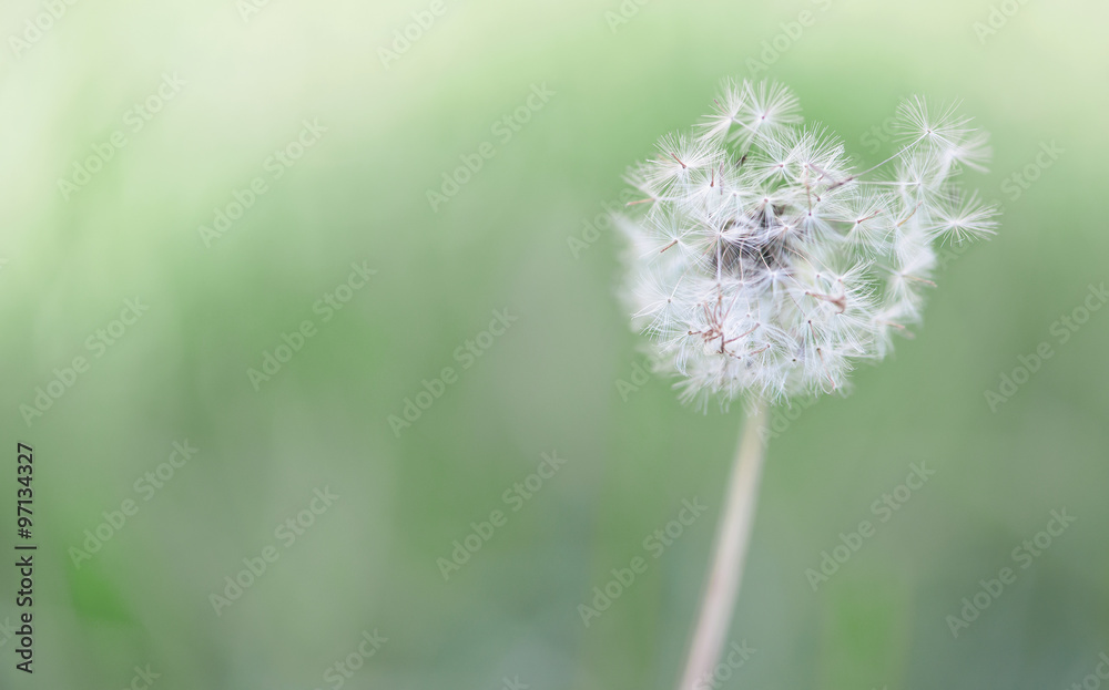 Wind blown dandelion puff