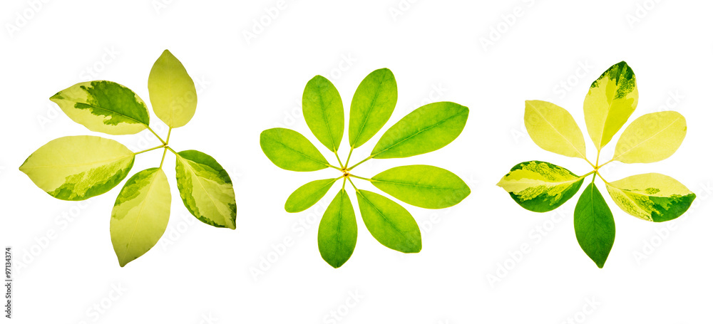 Circle leaves on white background