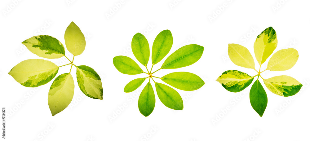 Circle leaves on white background Circle leaves on white background