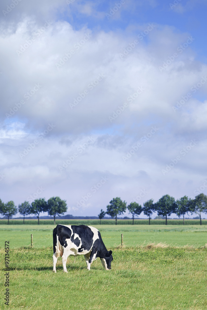 Grazing Holstein-Frisian cow grazing in a green meadow, row of trees, blue sky and clouds. Grazing Holstein-Frisian cow grazing in a green meadow, row of trees, blue sky and clouds.
