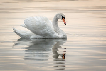 Acrylglasbilder Schwan Höckerschwan gleitet anmutig vorbei  © hannurama