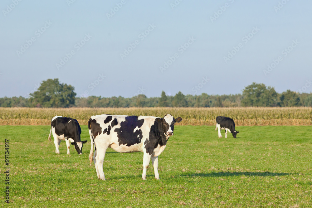 Holstein-Frisian cattle in a green meadow with a blue sky, cornfield and trees on the background, The Netherlands.