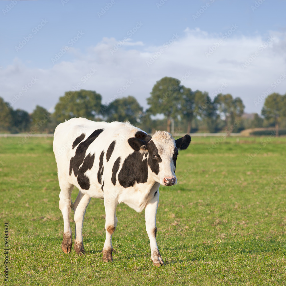 Holstein-Frisian cattle in a green meadow with trees on the background, The Netherlands.