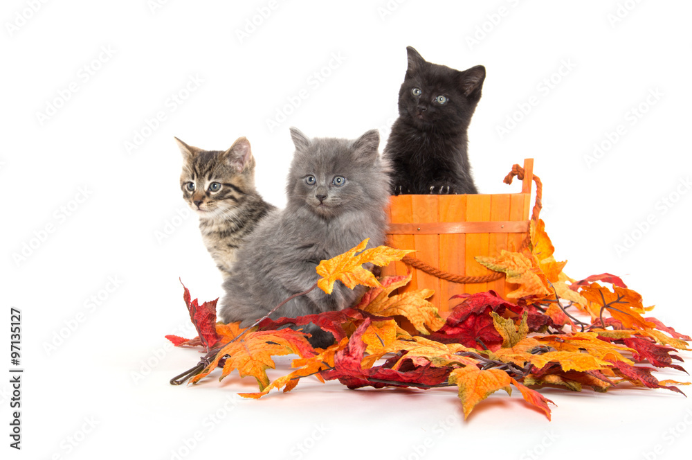 Obraz premium Three kittens and fall leaves