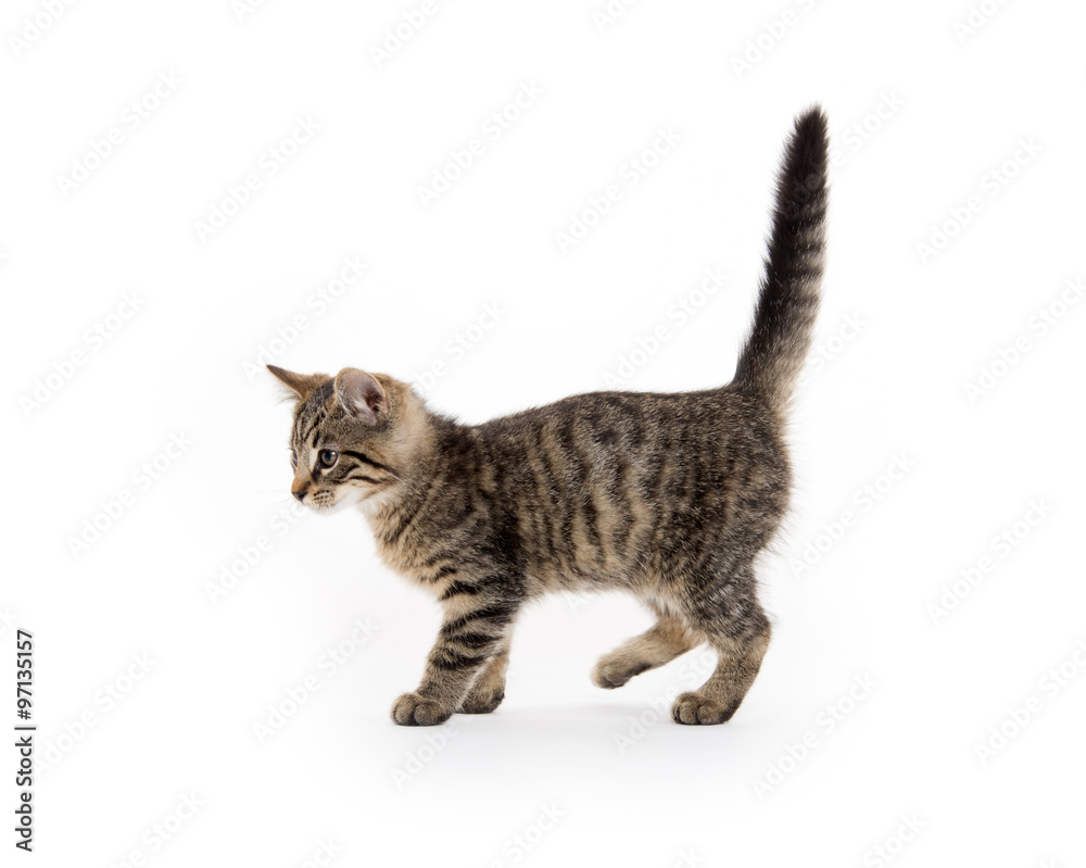 Naklejka premium tabby kitten on white