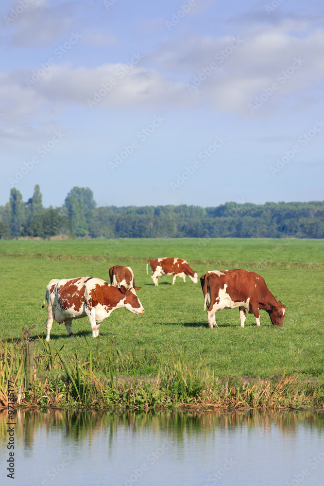 Red Frisian-Holstein cows grazing in a green meadow with a canal.