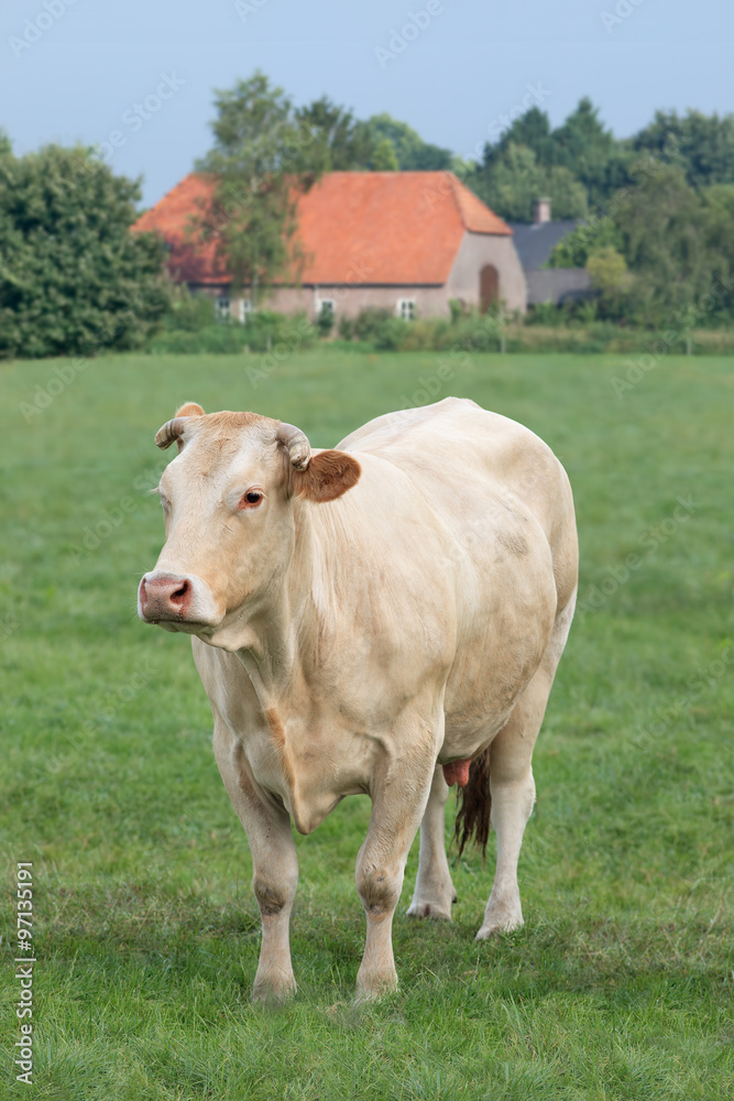 Blonde Aquitaine cow in a meadow with farm on the background. Blonde Aquitaine cow in a meadow with farm on the background.