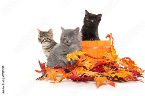 Fototapeta Naklejka Na Ścianę i Meble -  Three kittens and fall leaves