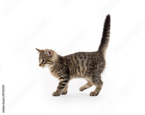 tabby kitten on white