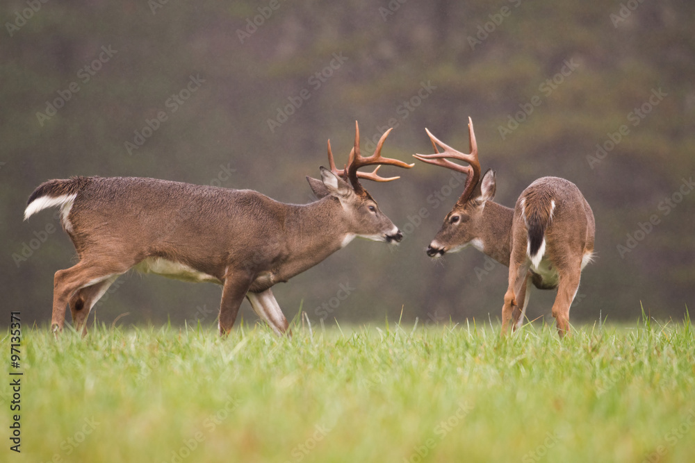 Fototapeta premium two white-tailed deer bucks grooming