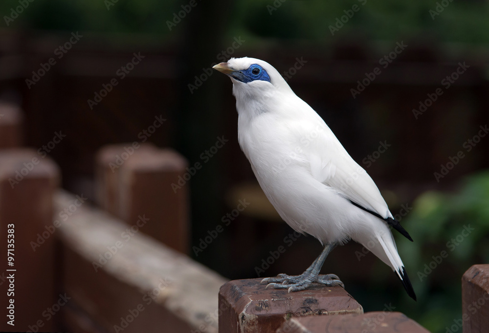 Fototapeta premium Bali Myna bird
