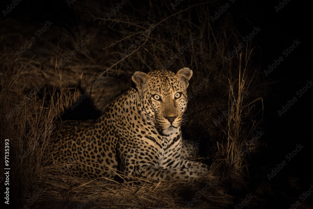 Obraz premium Leopard resting in the shade in the bush a night