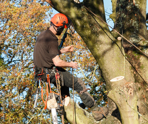 Photography Tree surgeon hanging from a branch of a large tree whilst felling it