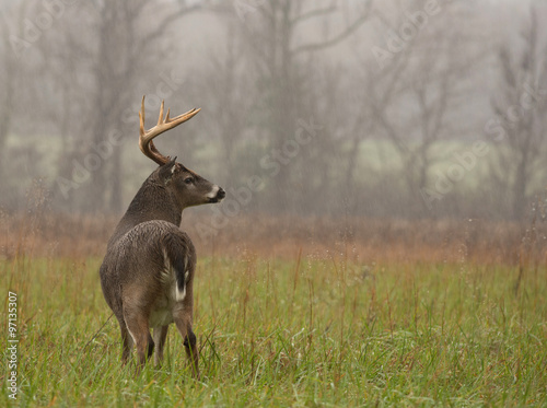 White-tailed deer buck in rain