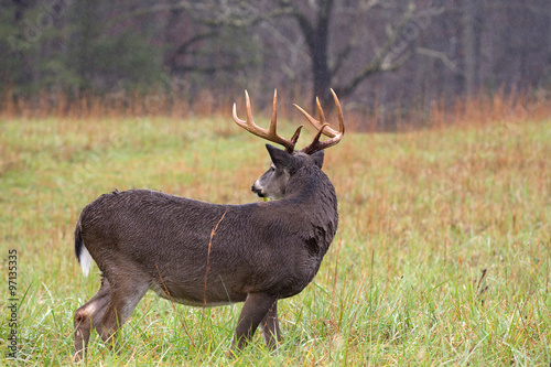 White-tailed deer buck in rain