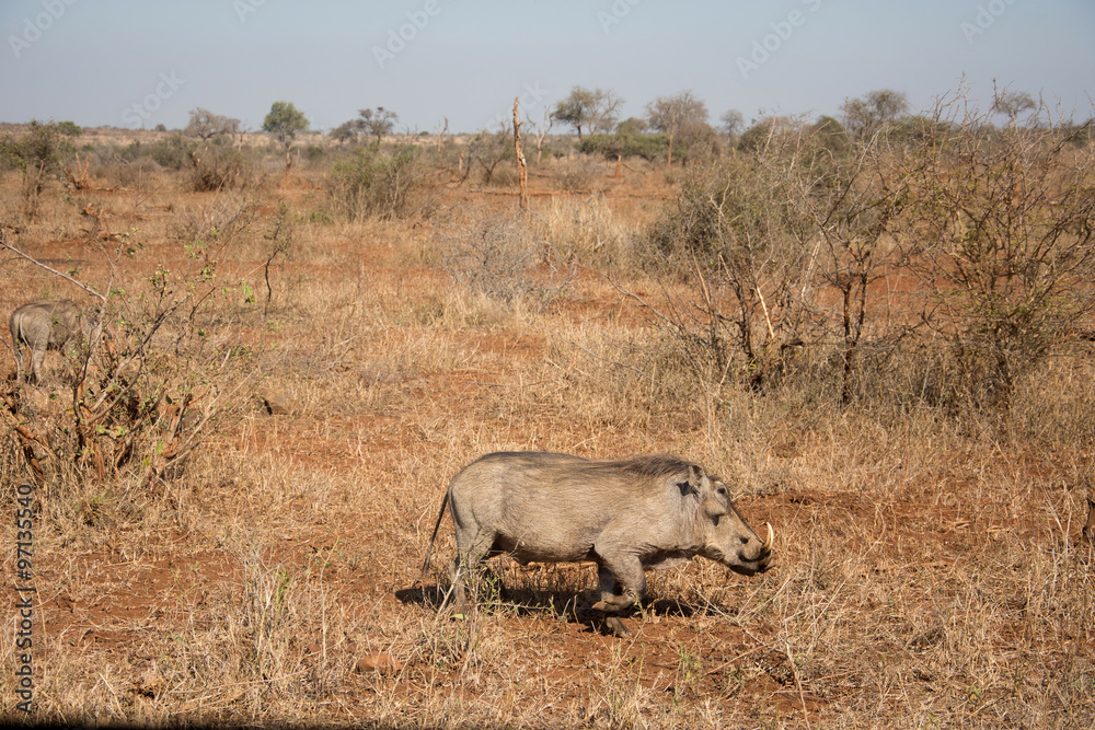 Obraz premium Warthog