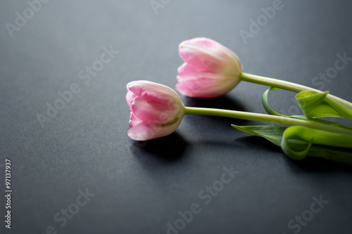 Fototapeta Naklejka Na Ścianę i Meble -  Tulips on a black background