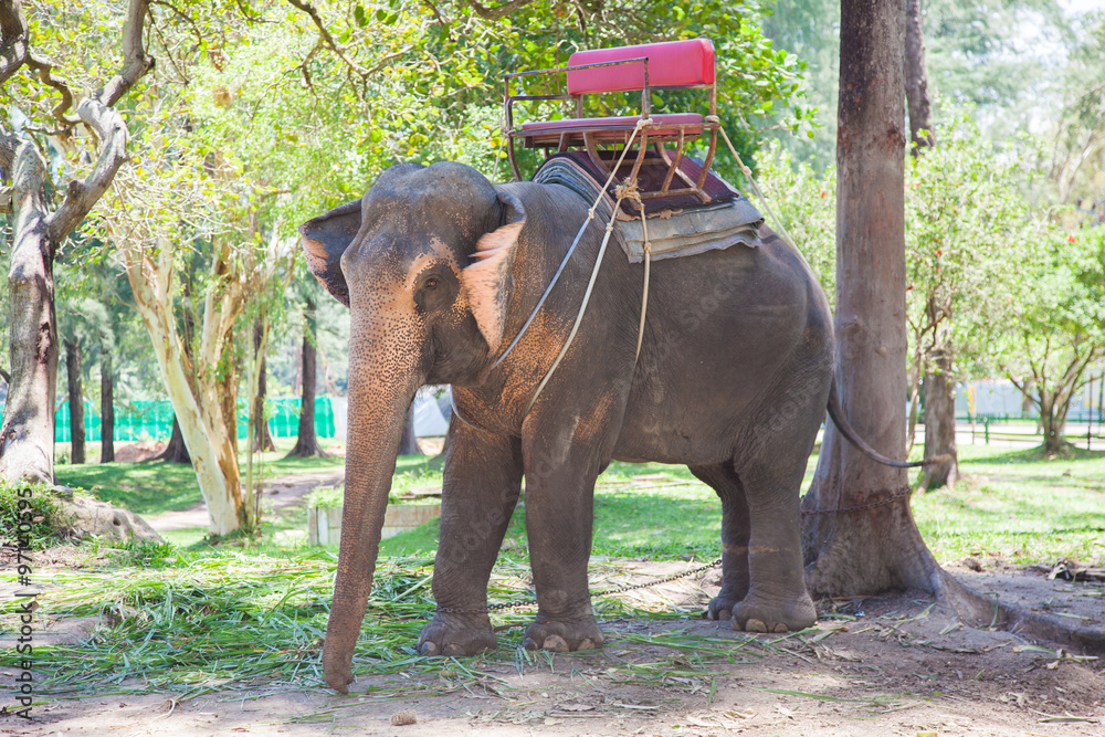 Fototapeta premium Elephant with seat for riding
