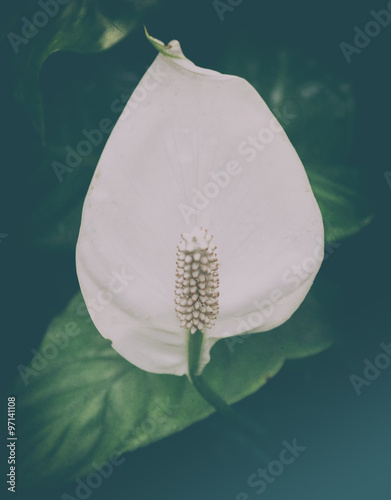 Peace lilies