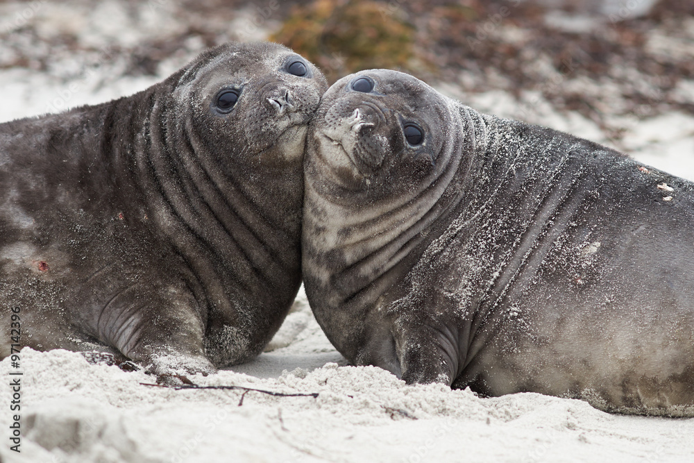 Obraz premium Southern Elephant Seal pups (Mirounga leonina) on a sandy beach on Sealion Island in the Falkland Islands.