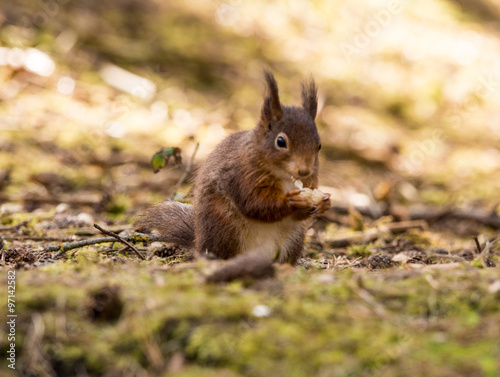 Red Squirrels at Formby Point, Formby, Southport, Merseyside, UK