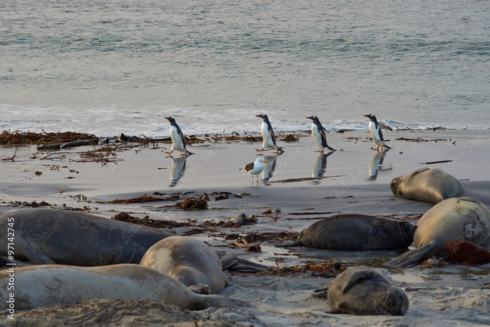 Fototapeta premium Group of Gentoo Penguins (Pygoscelis papua) walking along a sandy beach on the Falkland Islands past a group of Elephant Seals (Mirounga leonina). 