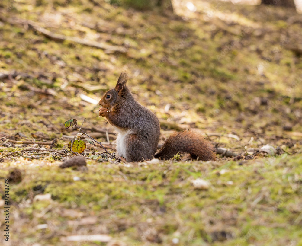 Red Squirrels at Formby Point, Formby, Southport, Merseyside, UK Red Squirrels at Formby Point, Formby, Southport, Merseyside, UK