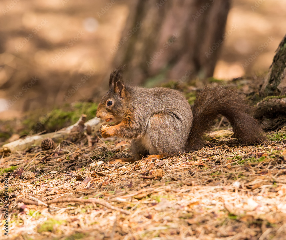 Red Squirrels at Formby Point, Formby, Southport, Merseyside, UK Red Squirrels at Formby Point, Formby, Southport, Merseyside, UK