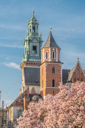 Krakow, Poland, Wawel cathedral, famous Sigismund's Chapel with blooming magnolia tree #97142903