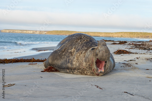 Male Southern Elephant Seal (Mirounga leonina) during the breeding season on Sealion Island in the Falkland Islands.