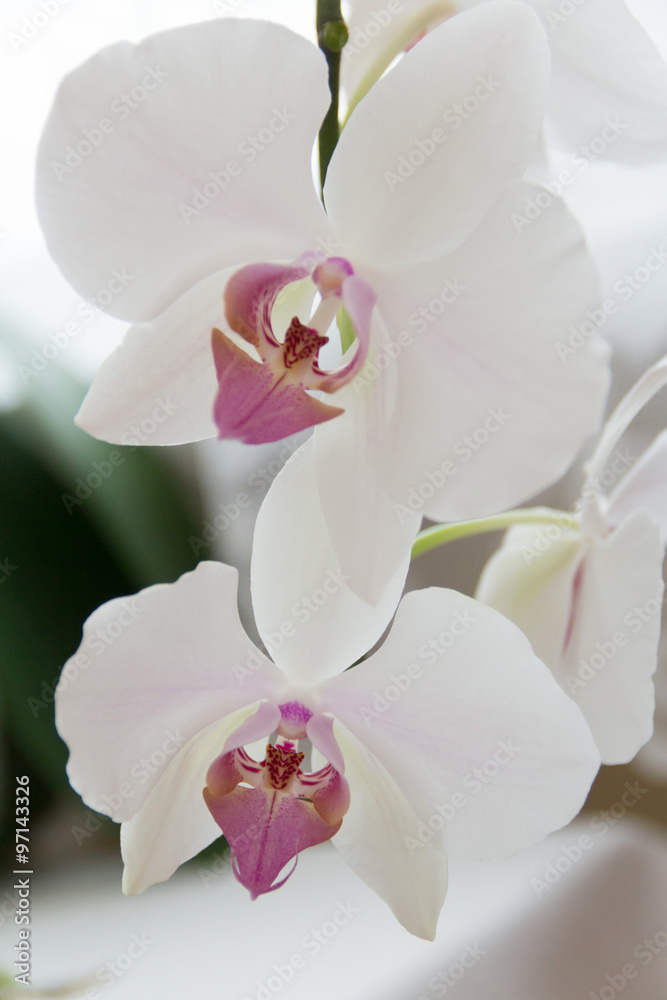 orchid orchid