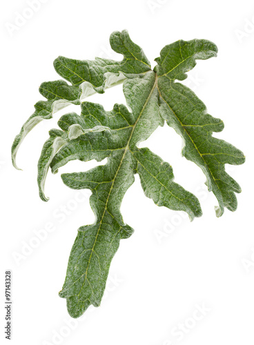 Artichoke leaf closeup