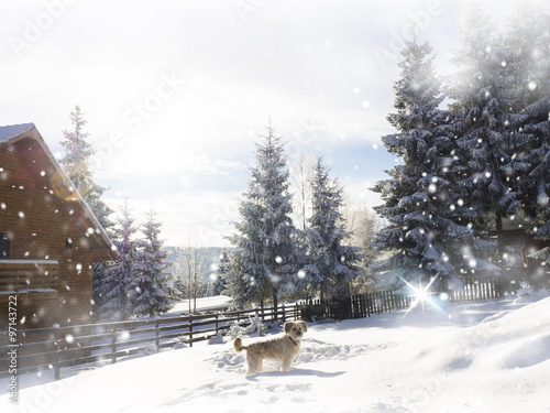 Dog playing in the snow. Mountain cabin in winter 